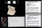 Foto (Objekt + Etikett) von Cracensigillatus acutirostris (Moericke, 1889)  (NHMW-GEO-2014-0194-0600)
